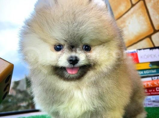 T-Cup Safkan Boo Pomeranian Oğlumuz Junior görsel