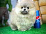 T-Cup Safkan Boo Pomeranian Oğlumuz Junior