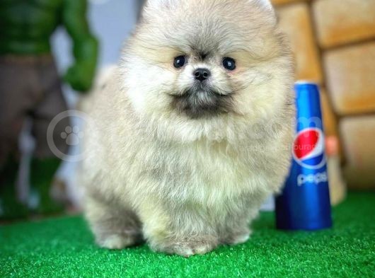 T-Cup Safkan Boo Pomeranian Oğlumuz Junior görsel