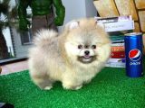 T-Cup Safkan Boo Pomeranian Oğlumuz Junior