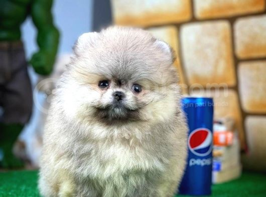 T-Cup Safkan Boo Pomeranian Oğlumuz Junior görsel