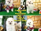 Yarışma Adayı Beyaz Seri Safkan Pomeranian