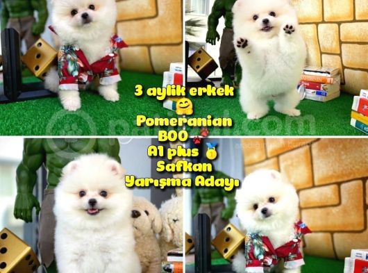 Yarışma Adayı Beyaz Seri Safkan Pomeranian
