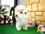 Yarışma Adayı Beyaz Seri Safkan Pomeranian
