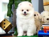 Yarışma Adayı Beyaz Seri Safkan Pomeranian