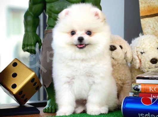 Yarışma Adayı Beyaz Seri Safkan Pomeranian görsel
