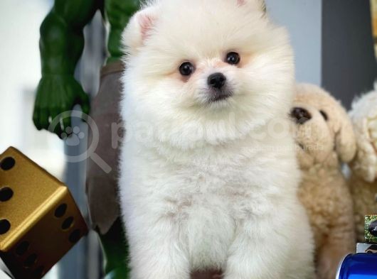 Yarışma Adayı Beyaz Seri Safkan Pomeranian görsel