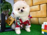 Yarışma Adayı Beyaz Seri Safkan Pomeranian