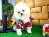 Yarışma Adayı Beyaz Seri Safkan Pomeranian