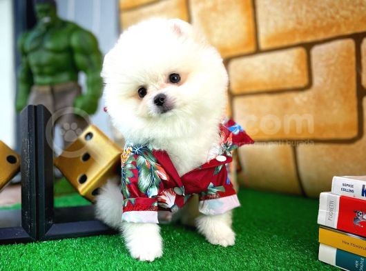 Yarışma Adayı Beyaz Seri Safkan Pomeranian görsel
