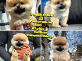A Plus Safkan Boo Pomeranian Oğlumuz Marshall