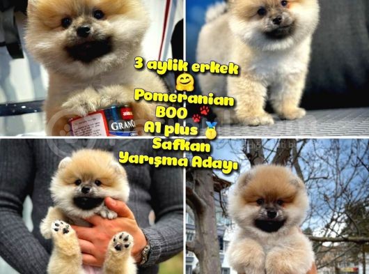 A Plus Safkan Boo Pomeranian Oğlumuz Marshall