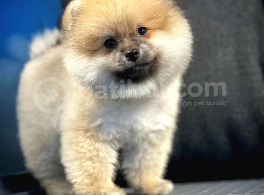 A Plus Safkan Boo Pomeranian Oğlumuz Marshall görsel