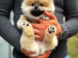 A Plus Safkan Boo Pomeranian Oğlumuz Marshall
