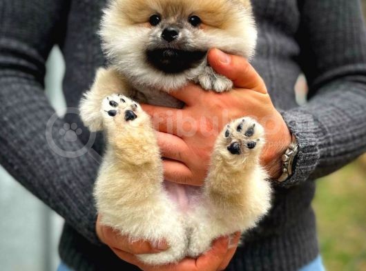 A Plus Safkan Boo Pomeranian Oğlumuz Marshall görsel