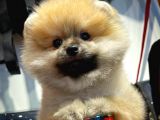 A Plus Safkan Boo Pomeranian Oğlumuz Marshall