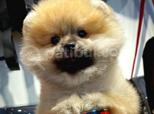 A Plus Safkan Boo Pomeranian Oğlumuz Marshall görsel