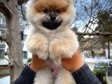 A Plus Safkan Boo Pomeranian Oğlumuz Marshall