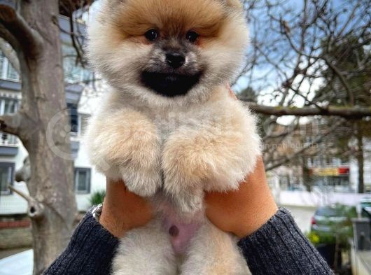 A Plus Safkan Boo Pomeranian Oğlumuz Marshall görsel