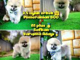 A Plus Basık Burun Ayı Surat Boo Pomerani̇an Oğlumuz Puty