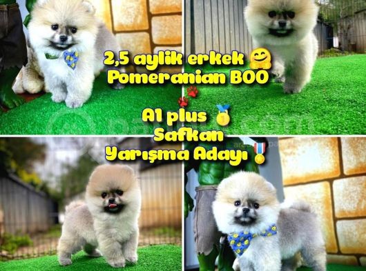 A Plus Basık Burun Ayı Surat Boo Pomerani̇an Oğlumuz Puty
