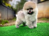 A Plus Basık Burun Ayı Surat Boo Pomerani̇an Oğlumuz Puty