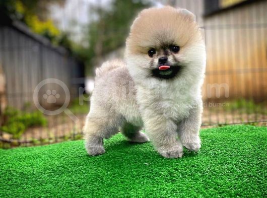 A Plus Basık Burun Ayı Surat Boo Pomerani̇an Oğlumuz Puty görsel