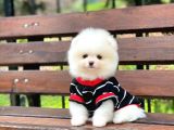 Pomeranian Boo Yavrulari