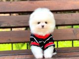 Pomeranian Boo Yavrulari