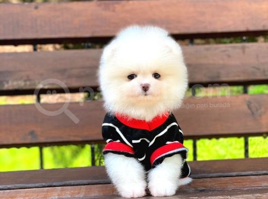 Pomeranian Boo Yavrulari görsel