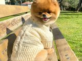 Pomeranian Boo Yavrulari