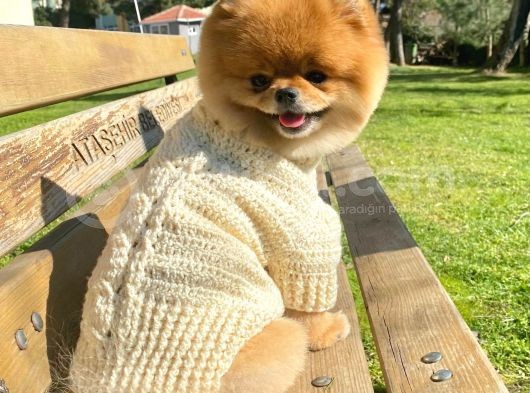 Pomeranian Boo Yavrulari görsel
