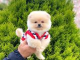 Disi Pomeranian Boo