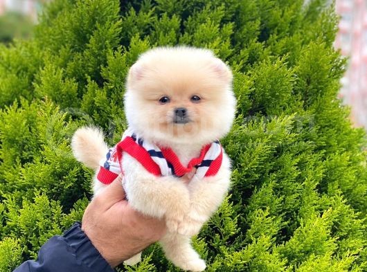 Disi Pomeranian Boo