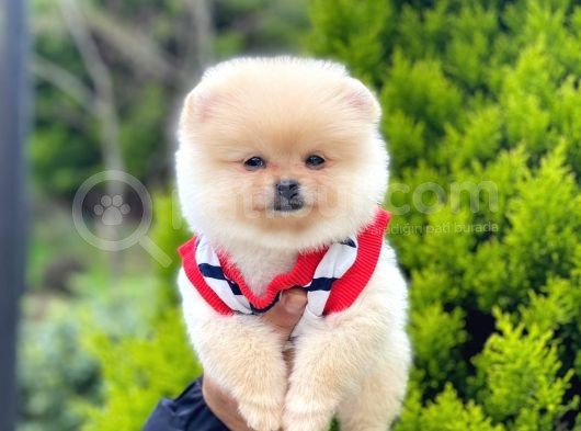 Disi Pomeranian Boo görsel