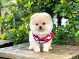 Disi Pomeranian Boo