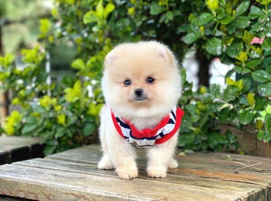 Disi Pomeranian Boo görsel