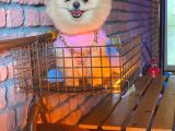 Pomeranian Boo Yavrulari