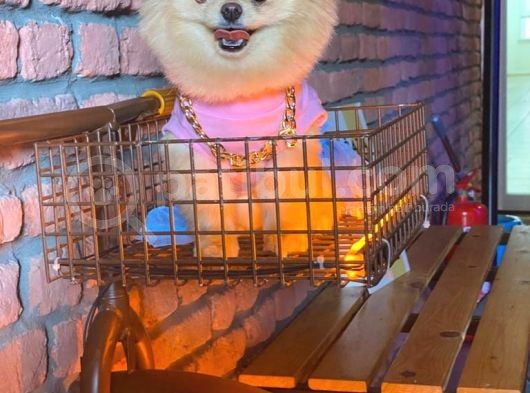 Pomeranian Boo Yavrulari görsel