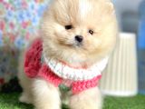Pomeranian Boo Yavrulari