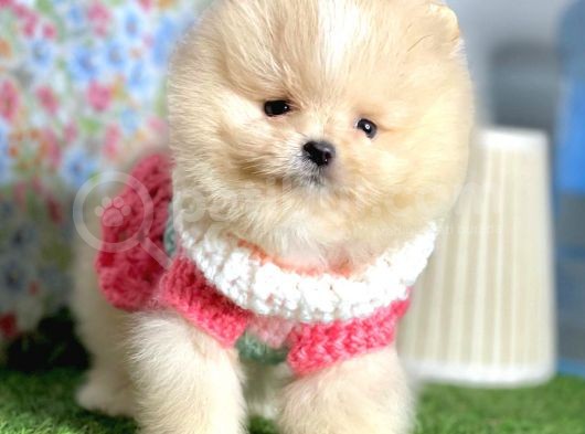 Pomeranian Boo Yavrulari görsel