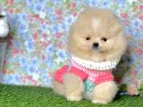 Pomeranian Boo Yavrulari
