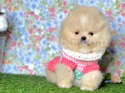 Pomeranian Boo Yavrulari