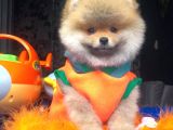 Pomeranian Boo Yavrulari