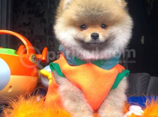 Pomeranian Boo Yavrulari görsel