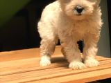 Maltipoo