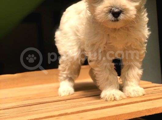Maltipoo görsel