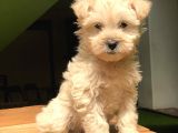 Maltipoo