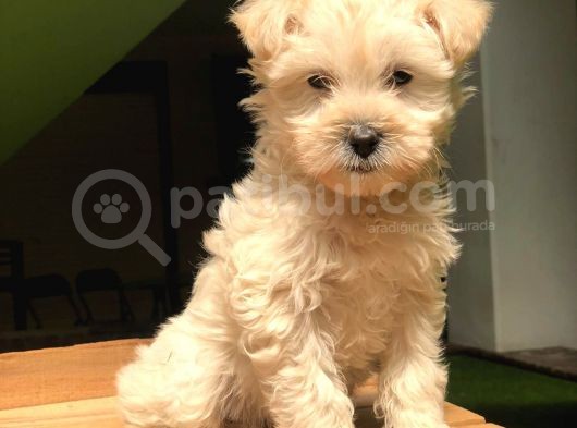 Maltipoo