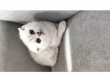 Secereli Scottish Fold